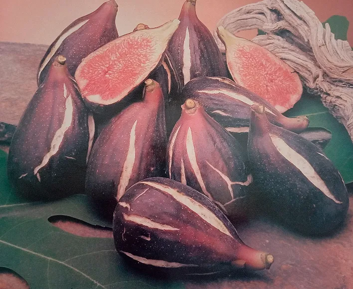 brevasq